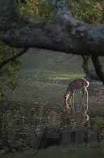 2006世界杯c罗以前-2006年世界杯，C罗之前的足球舞台