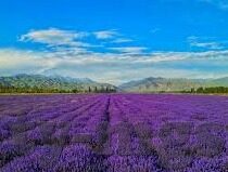 球探足球比分触-球探足球比分触，科技赋能下的足球数据新生态